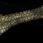 Elephant male skin reveals design that could reshape soft robotics elephant-trunks-and-ro – Robótica, Inteligencia Artificial, Automatización
