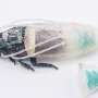 Un traje de buceo para cucarachas de cyborg podría mejorar las operaciones de búsqueda y rescate robótica brasil - Un traje de buceo para cucarachas de cyborg podría mejorar las operaciones de búsqueda y rescate